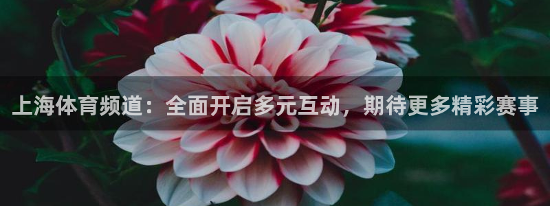 jrs直播网：上海体育频道：全面开启多元互动，期待更多精彩赛事
